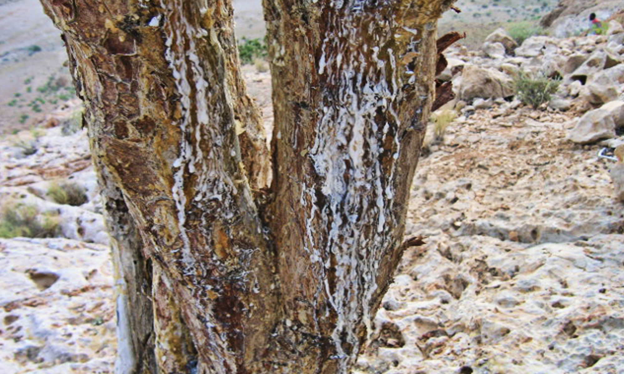 Boswellia Sap on the Run