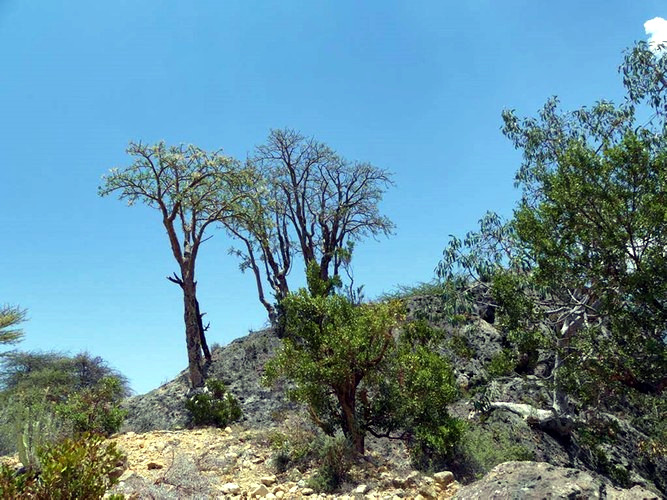 Boswellia Trees in Sanaag Region of Somaliland