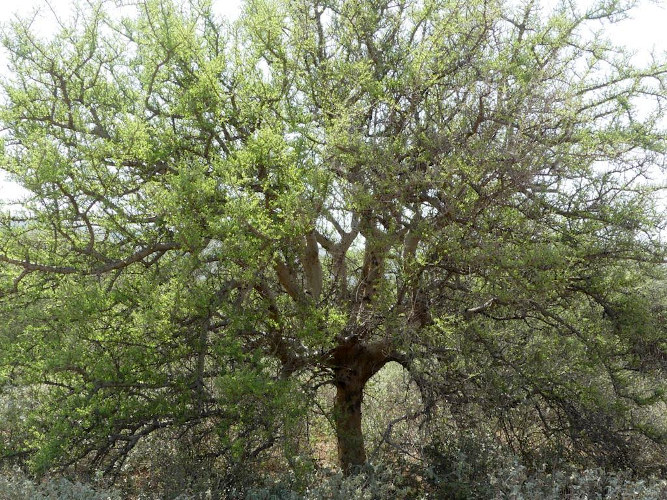 C. myrrha Tree Sanaag Region Somaliland