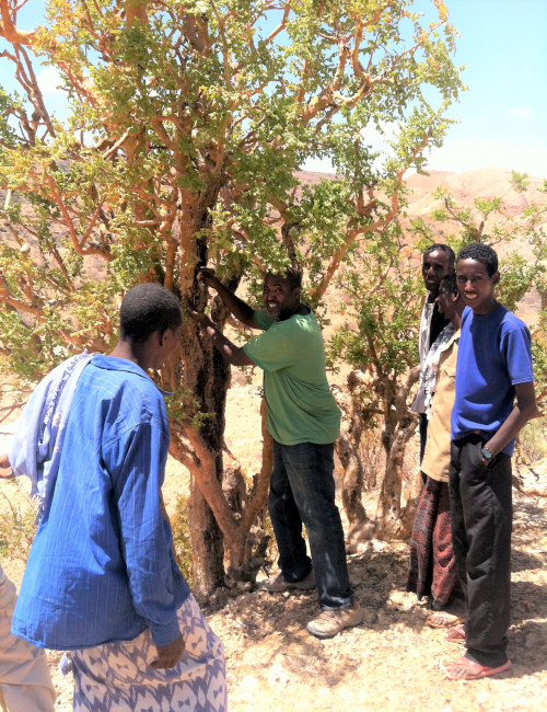 Mahdi with Harvesters in Somaliland