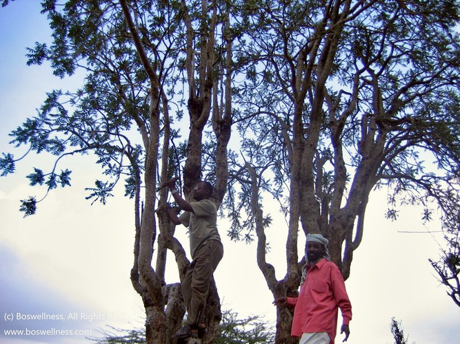 B. carteri Tree During Harvest
