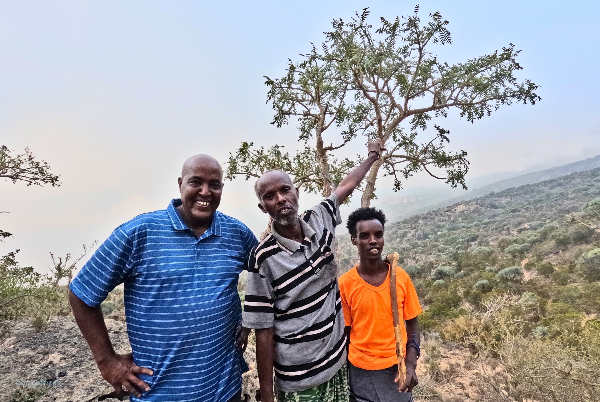 B. carteri tree with Harvesters and Mahdi